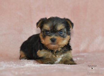 YORKSHIRE TERRIER s PP rodokmenom - yorkshirsky terier - 5