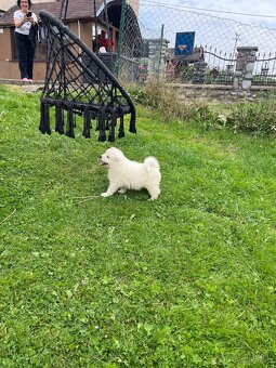 Samoyed - 5
