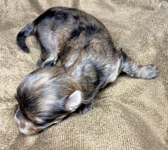Yorkshire Terrier s PP - 5