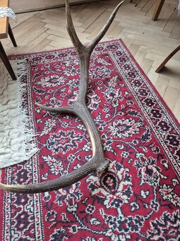 Predám trofeje jeleňov - 5