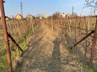 Vinica v srdci Skalických vinohradov - 5