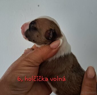 Bullterrier štěňátka s PP - 5