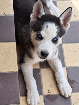 Šteniatka sibírsky husky - 5