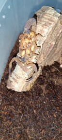 Tityus Stigmurus - 5