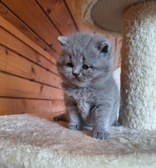 Britské mačiatka s PP - 5