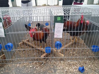 Vlaška Jarabičia - 5