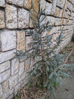 Živý vianočný stromček - 5