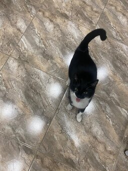 Darujem mačičku - 5