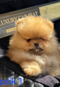 Pomeranian mini - 5