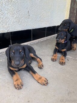 Doberman šteniatka - 5