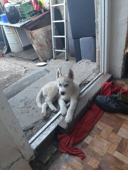 sibirsky husky - 5