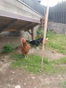 Ayam Cemani - 5