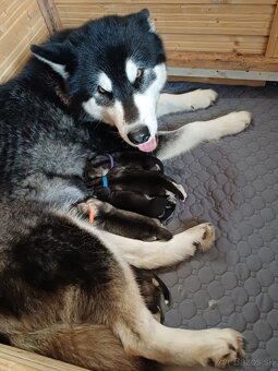 Aljašský malamut - šťěňátka s PP - 5