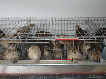 Japonské prepelice - 5