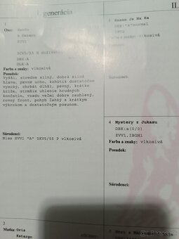 Nemecký ovčiak - 5