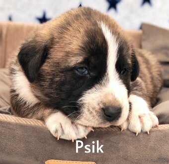 Stredoazijsky ovčiak - 5