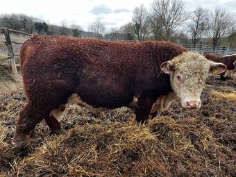 Plemenný býk Hereford - 5