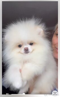 Pomeranian - 5