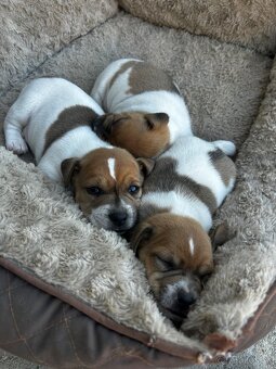Jack russel terier - 5