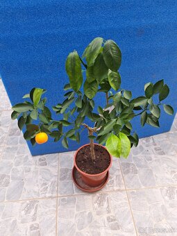 Calamondin Citrus Mitis - 5