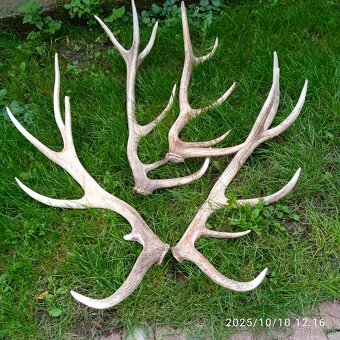 Trofeje a,parozie - 5