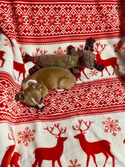 Šteniatko psík čivavy - 5