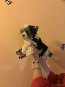 Yorkshirsky terier, yorkshirsky terier mini, biewer - 5