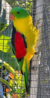 Chovateľ odcervenie profi - 5