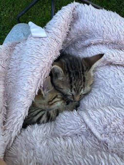 Hľadáme milujúci domov 🐱🩷 - 5