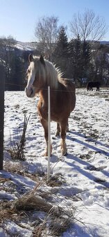 Haflinger a poník na predaj - 5