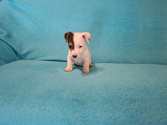 Jack russell terier - 5