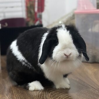 🐰 MINILOP KRÁLIK - 5