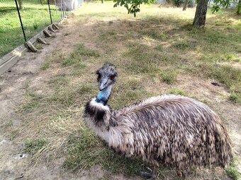 Emu hnedý - 5