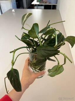 monstera standleyana - 5