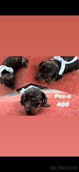 jazvecik trpaslici merle - 5