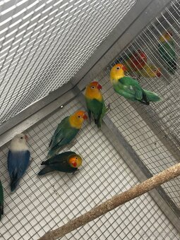 Agapornis Fischer - 5