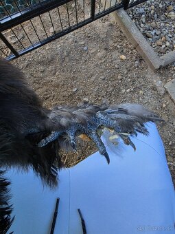 Hodvábničky USA - kohútik - 5