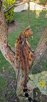 Bengalsky kocurik na krytie - 5