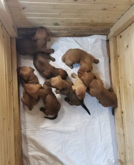 Jazvečík štandard   šteniatka - 5