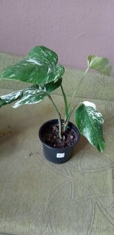 Monstera variegata - 5