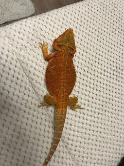 Agama bradatá + terárium - 5