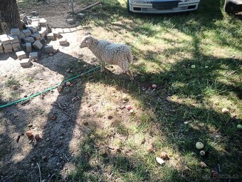 Predám minibarančeka - 5