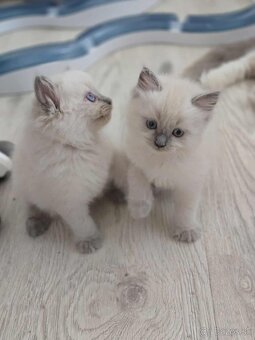Ragdoll mačiatka - 5