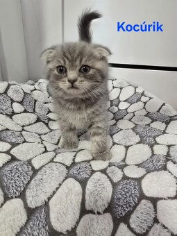 Škótske mačiatka - 5