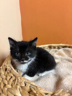 Roztomilé mačiatka hľadajú domov – zdarma - 5