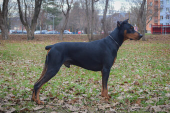 Doberman - šteniatka - 5