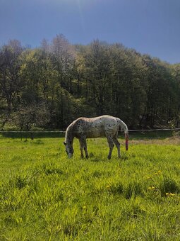 Appaloosa kobylka - 5