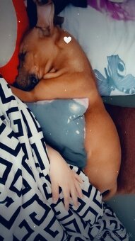 Bulterier x americký pitbull teriér - 5