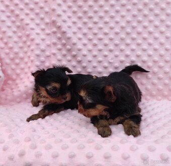 Yorkshire terrier - 5