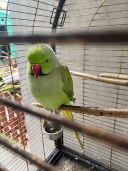 Alexander malý Samec (rozprávajúci) + klietka - 5